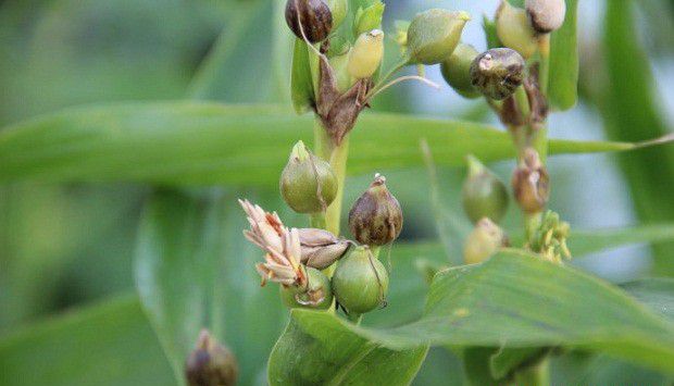 黔薏苡3号品种好不好?