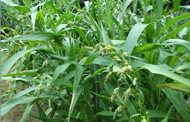 种植薏苡需要怎么样的环境?