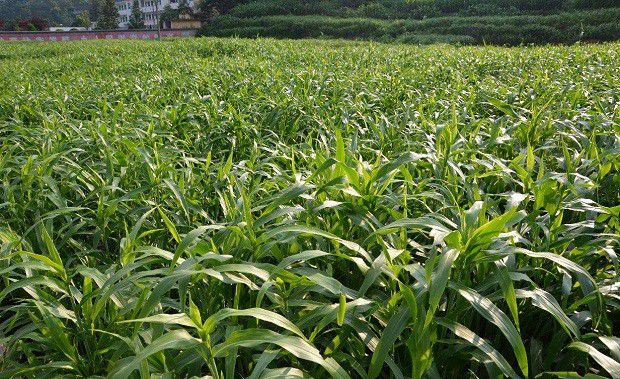 种植薏苡需要怎么样的环境?