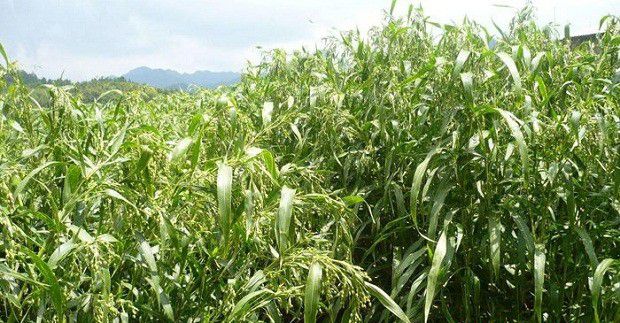 种植薏苡需要怎么样的环境?