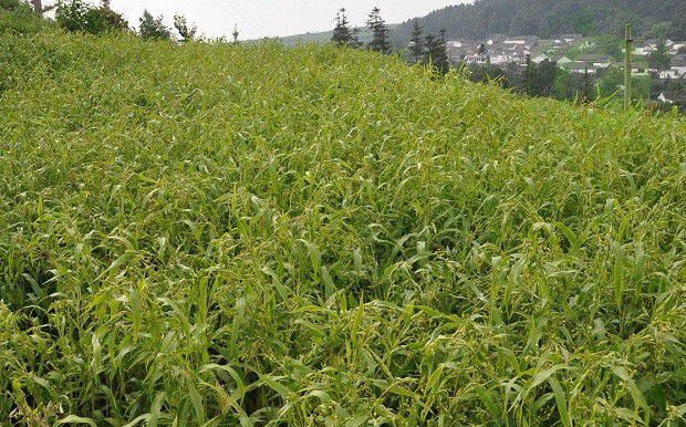 种植薏苡需要怎么样的环境?