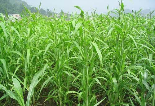 薏苡生长发育过程是怎么样?