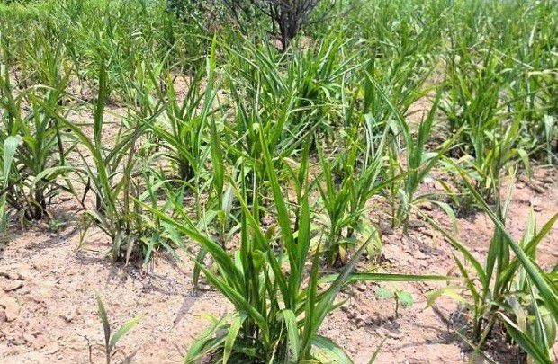 薏苡生长发育过程是怎么样?