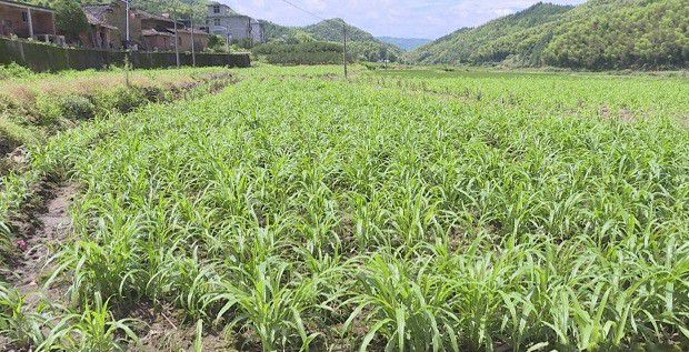 薏苡生长发育过程是怎么样?