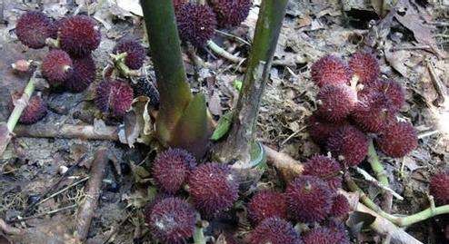 种植砂仁如何预防落果发生?