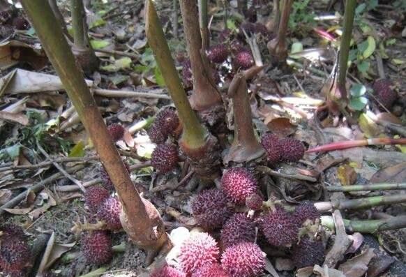 种植砂仁如何预防落果发生?