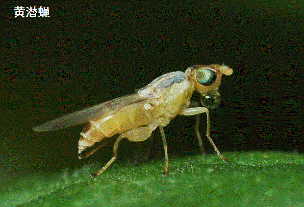种植砂仁如何病虫害?