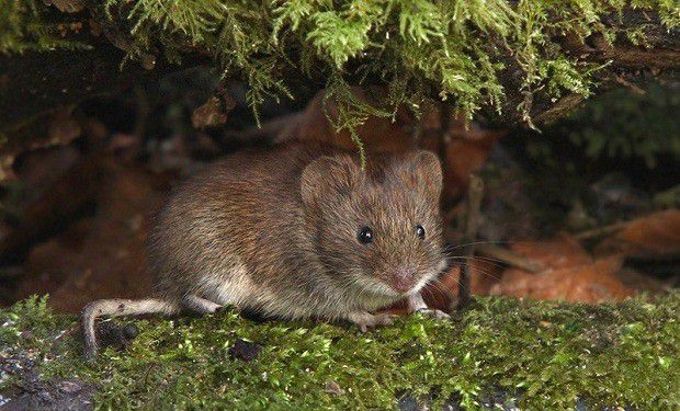 种植砂仁如何病虫害?