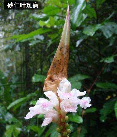 种植砂仁如何病虫害?