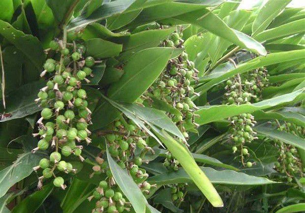 种植砂仁如何采收加工?