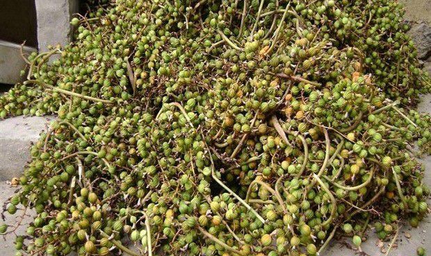 种植砂仁如何采收加工?