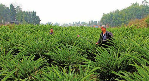 种植砂仁如何施肥?