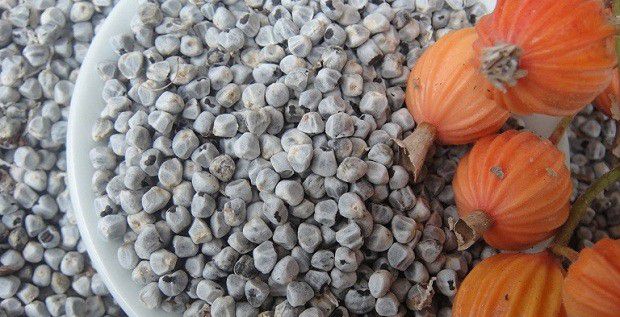 种植砂仁如何用种子育苗?