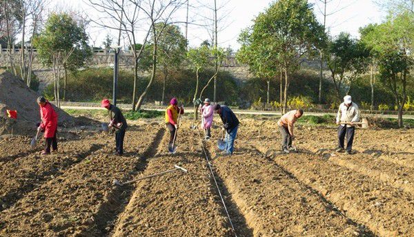 种植砂仁如何用种子育苗?