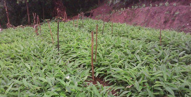 种植砂仁如何用种子育苗?