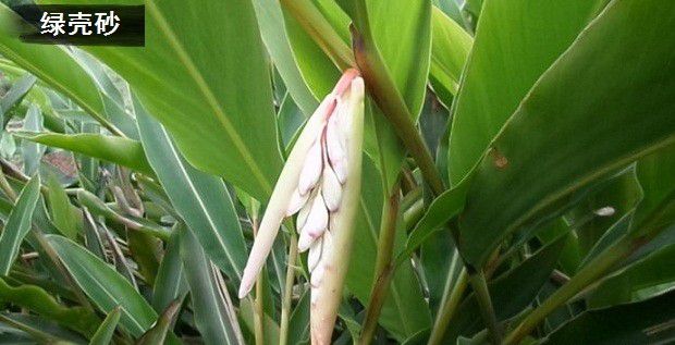 种植砂仁什么品种好?