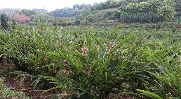 种植砂仁需要怎么样的条件?