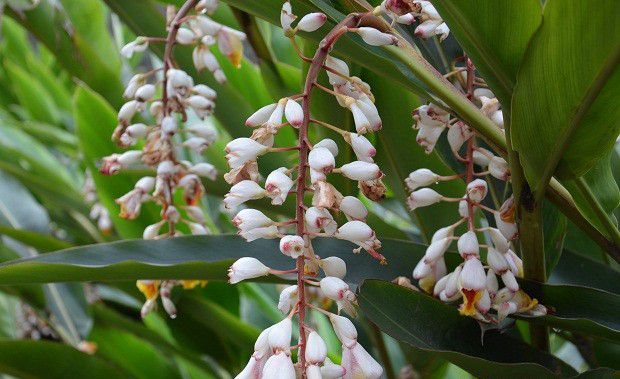 砂仁生长发育规律是怎么样?