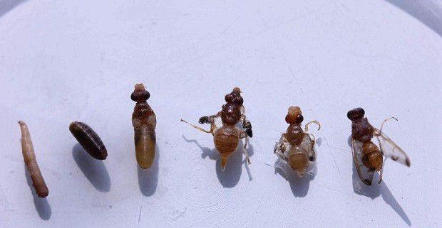 种植瓜萎如何防治瓜实蝇?