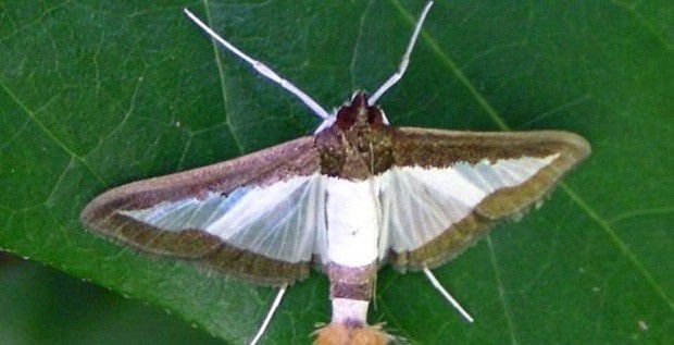 种植瓜萎如何防治瓜绢螟？