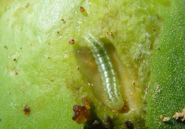 种植瓜萎如何防治瓜绢螟?