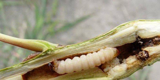 种植瓜萎如何防治透翅蛾?