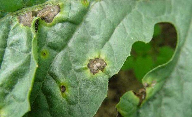 瓜萎炭疽病如何防治?