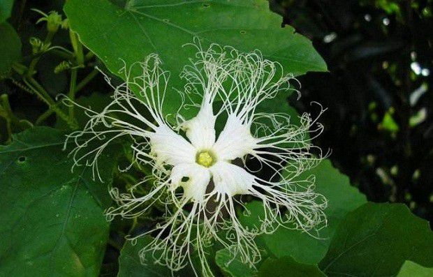 种植瓜萎如何管理?