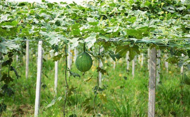 种植瓜萎如何管理?