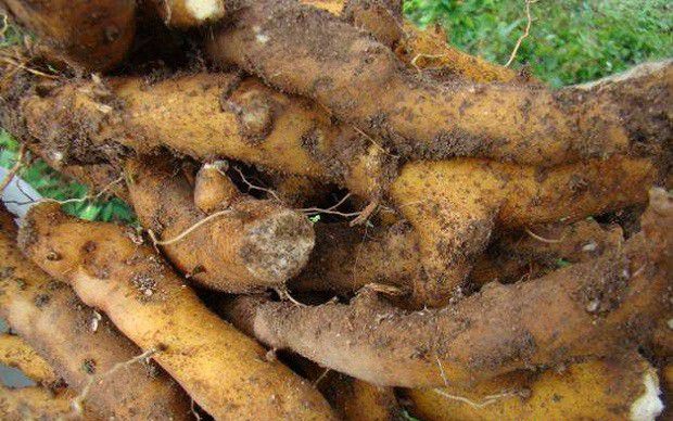 种植瓜萎如何用分根繁殖?