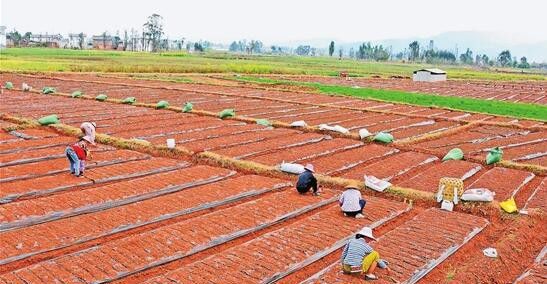 瓜萎如何用种子育苗?