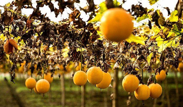 瓜萎主要栽培品种有哪些？