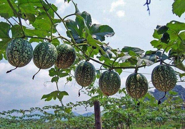 瓜萎生长发育对环境有哪些要求?