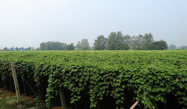 瓜萎生长发育对环境有哪些要求?