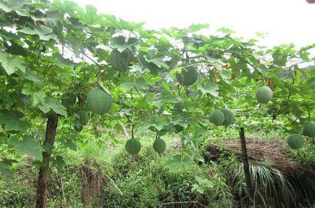 瓜萎生长发育对环境有哪些要求?