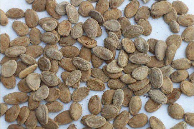 瓜萎生长发育有哪些特点?