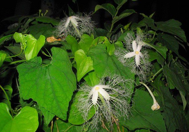 瓜萎生长发育有哪些特点?