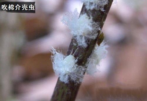 佛手的病虫害如何防治?