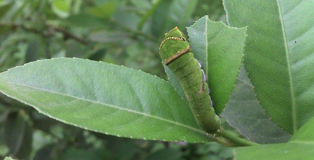 佛手的病虫害如何防治?