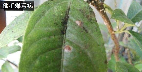 佛手的病虫害如何防治?
