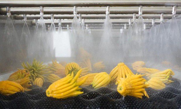 佛手如何采收和加工?