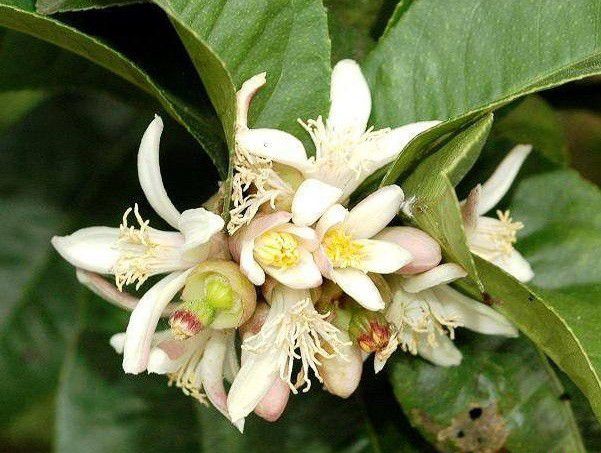 种植佛手如何修剪整形?