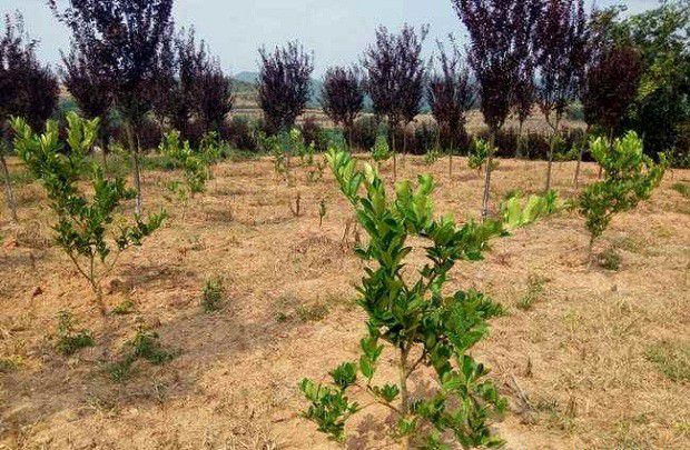 种植佛手如何修剪整形?