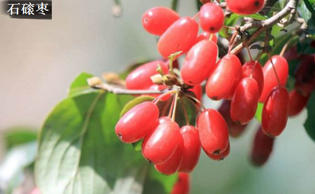 山茱萸有哪些品种？