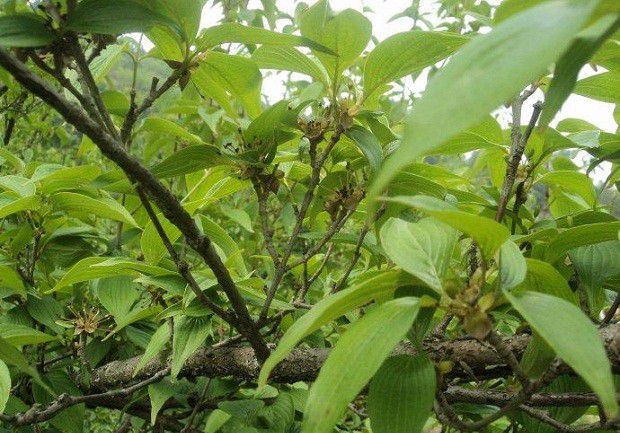 种植山茱萸需要什么条件?