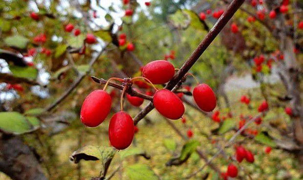 山茱萸生长发育习性是怎么样?