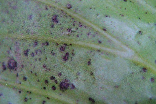 菊花黑斑病如何防治?