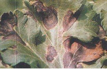 菊花黑斑病如何防治?