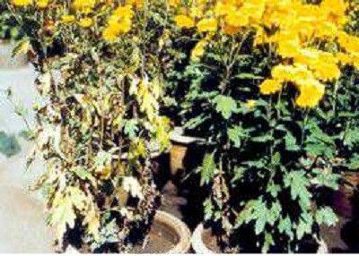 菊花黄萎病如何防治？