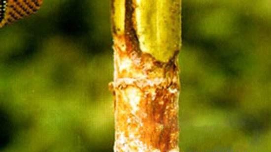 菊花菌核病如何防治？